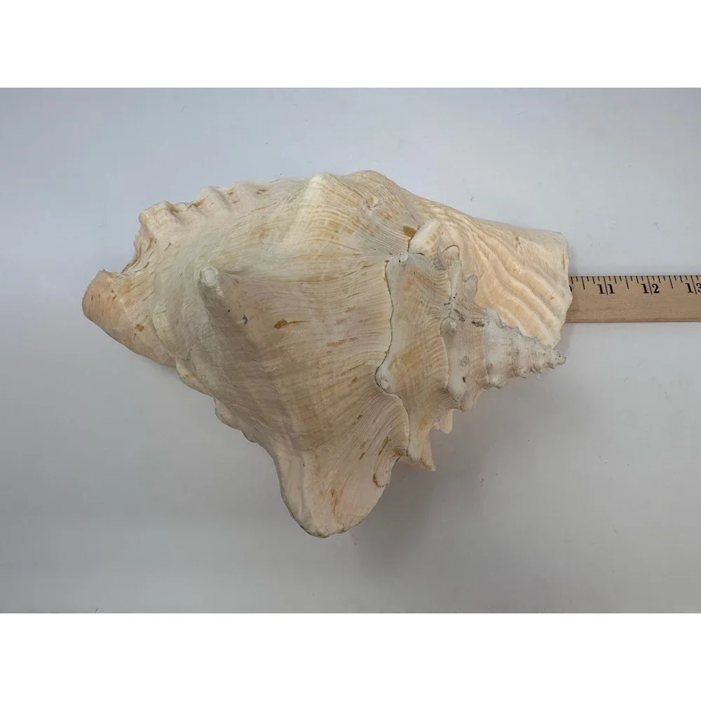 Large Natural Sea Shell Queen Conch 10